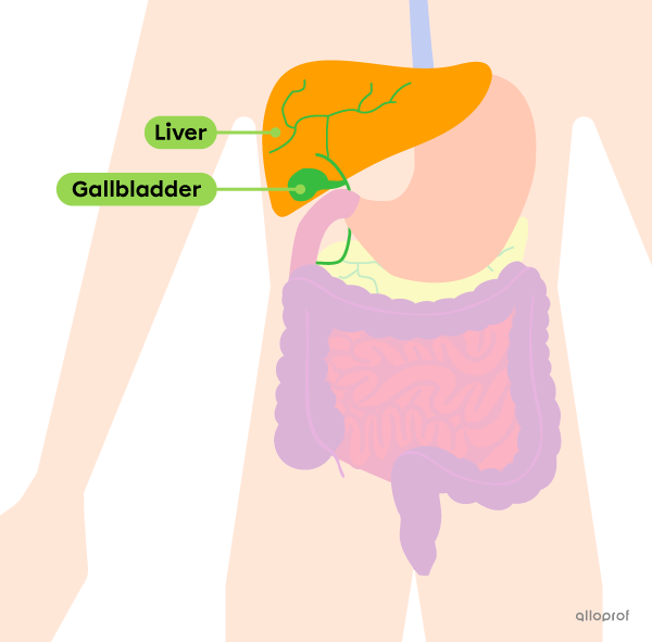 The location of the liver.