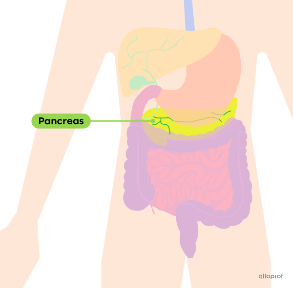 The location of the pancreas.