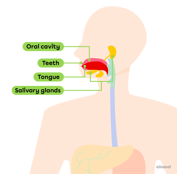 The location of the mouth and the organs it contains in the digestive tract.