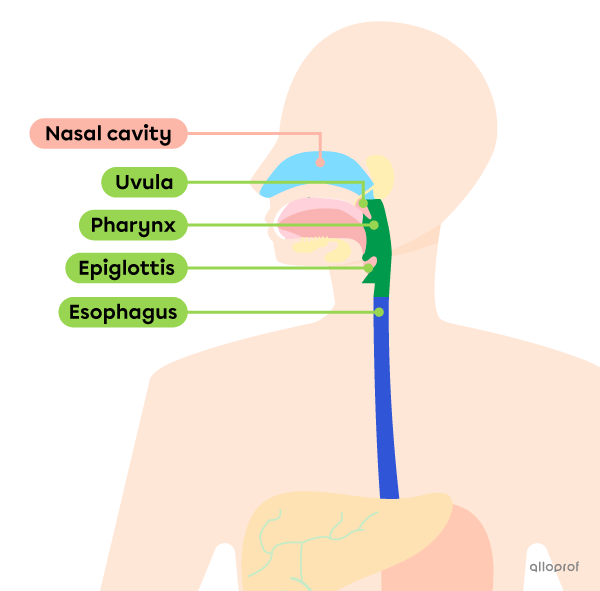 The location of the pharynx in the digestive tract.