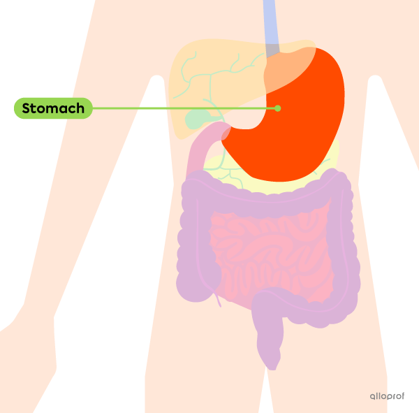 The location of the stomach in the digestive tract.