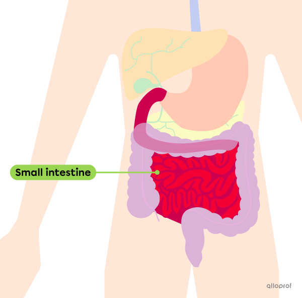 The location of the small intestine in the digestive tract.