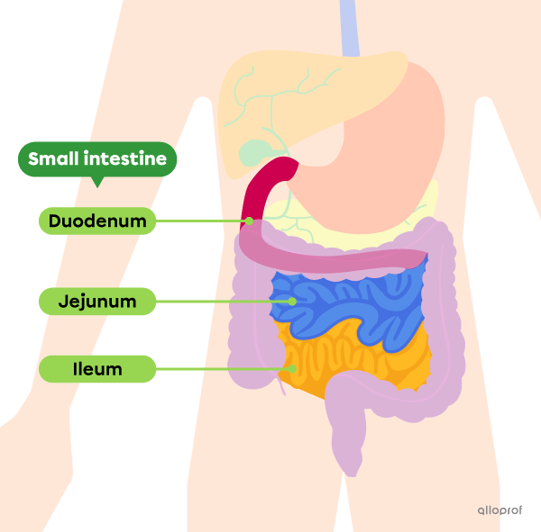 The small intestine is divided into 3 sections: the duodenum, the jejunum and the ileum.