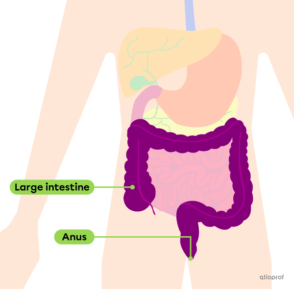 The location of the large intestine in the digestive tract.