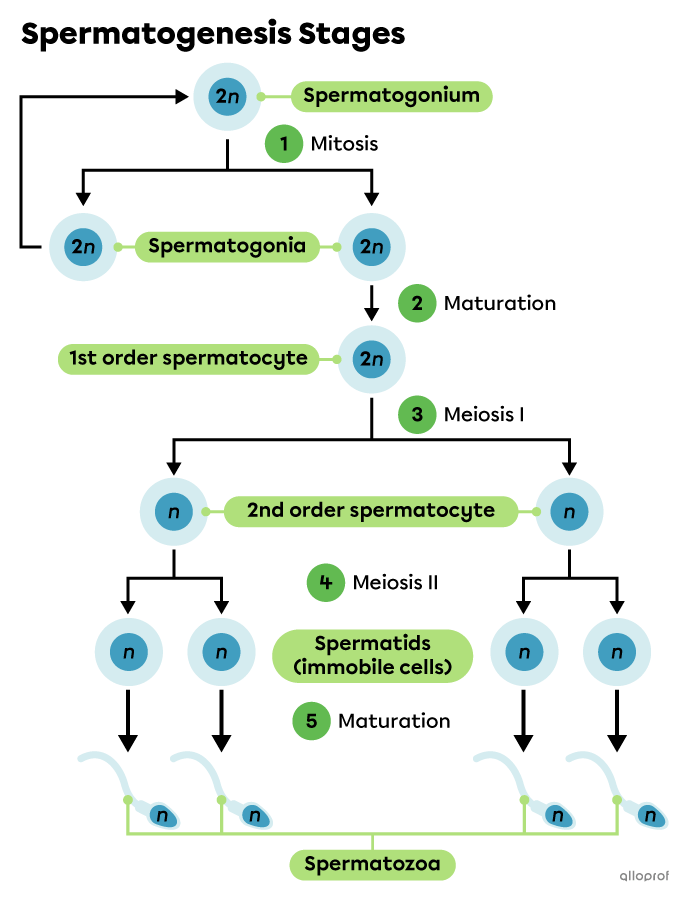 Spermatogenesis | Secondaire | Alloprof