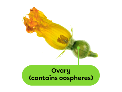 The ovary of a flowering plant contains oospheres.