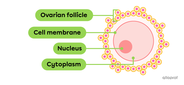 An oocyte inside an ovarian follicle.