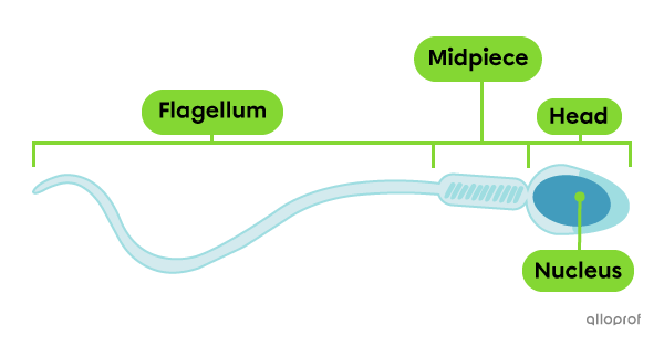 Structure of the spermatozoon.