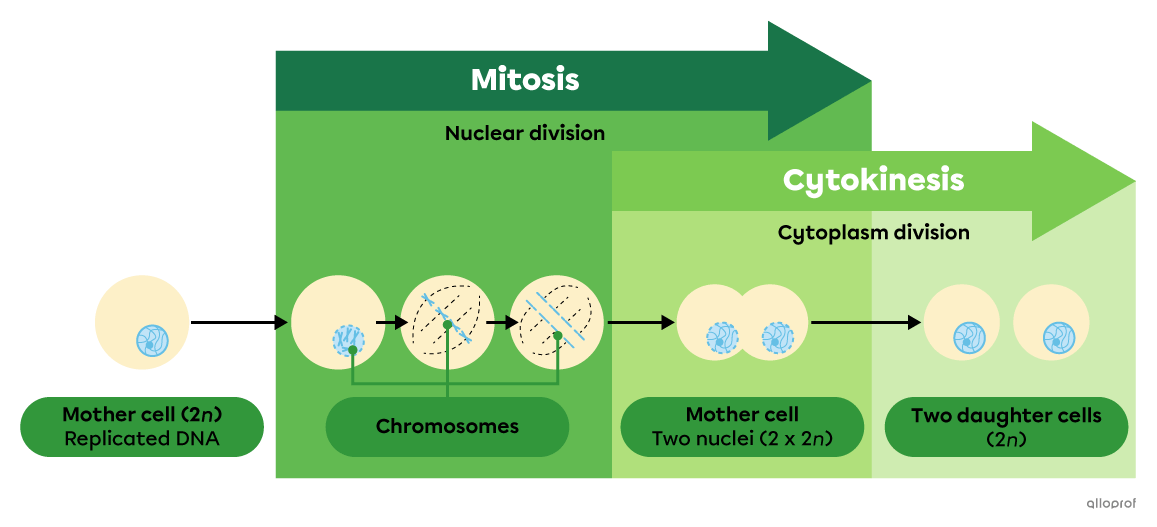 A simplified diagram of cell division by mitosis.