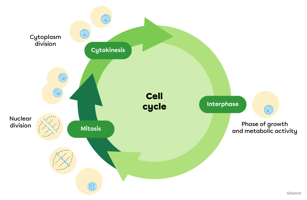 The cell cycle includes interphase, mitosis and cytokinesis.