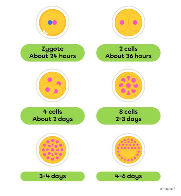 Early stages of zygote and embryo growth through mitosis.