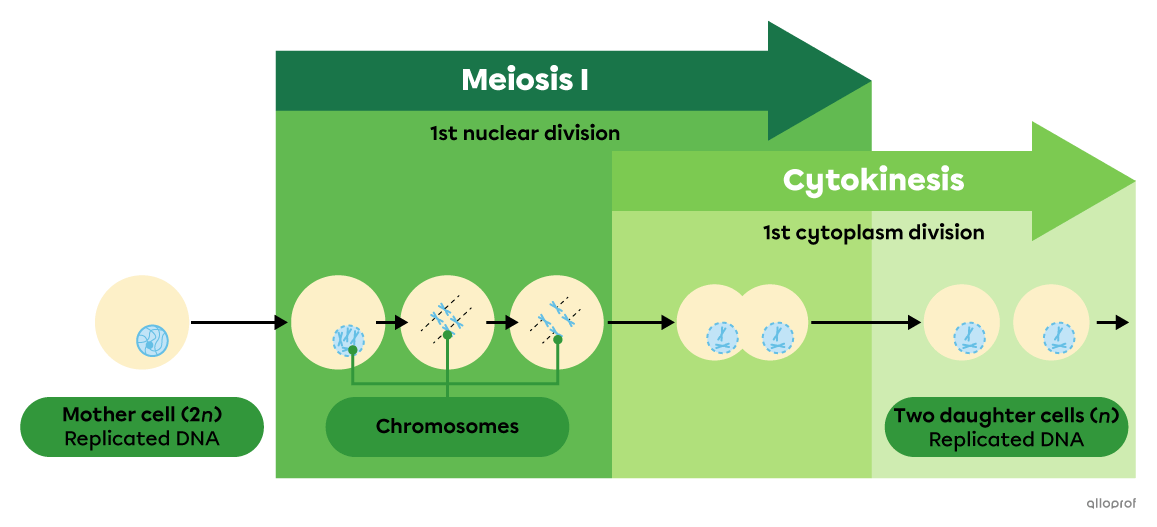 A simplified diagram of meiosis I.