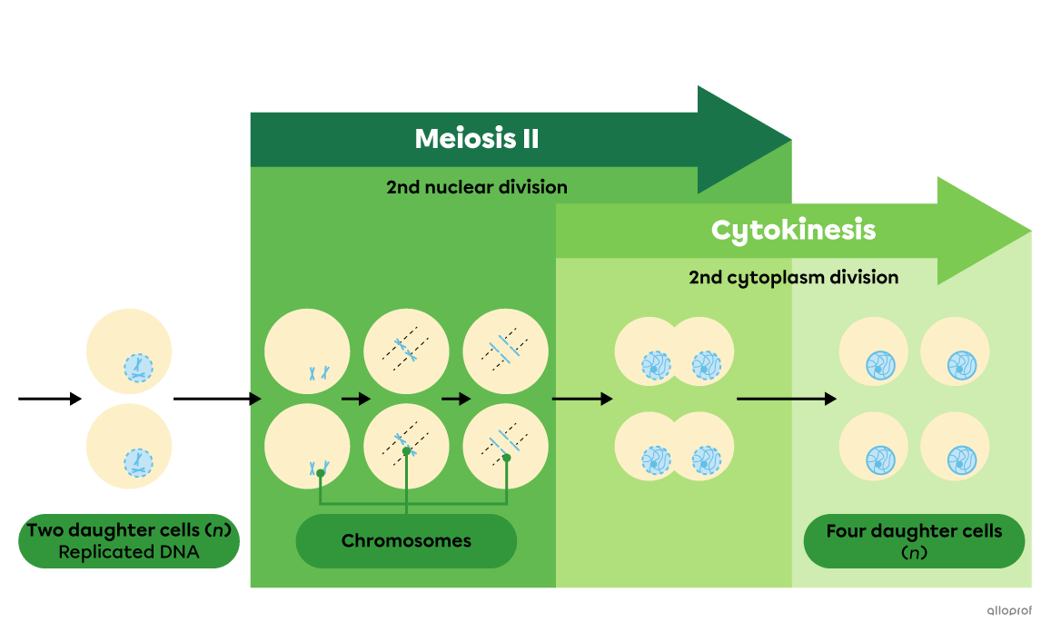 A simplified diagram of meiosis II.