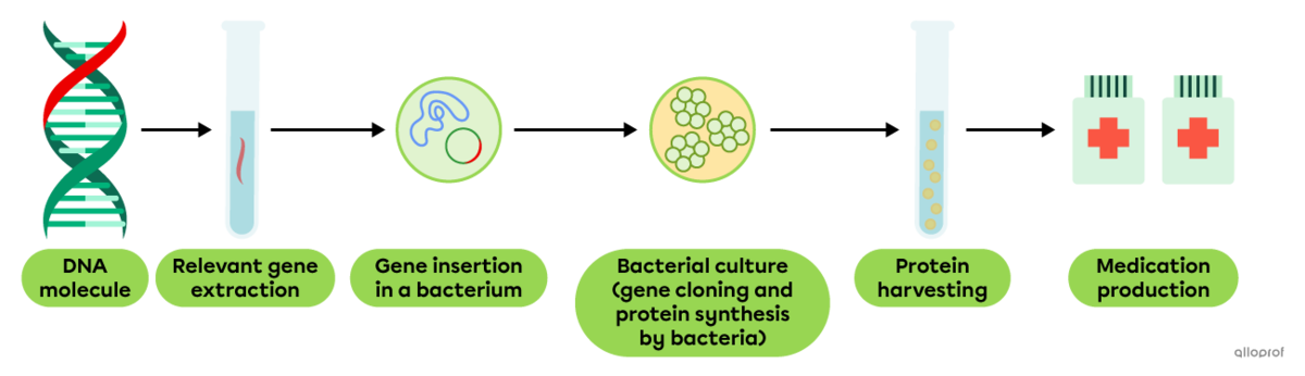 Protein-based medication generated using gene cloning.