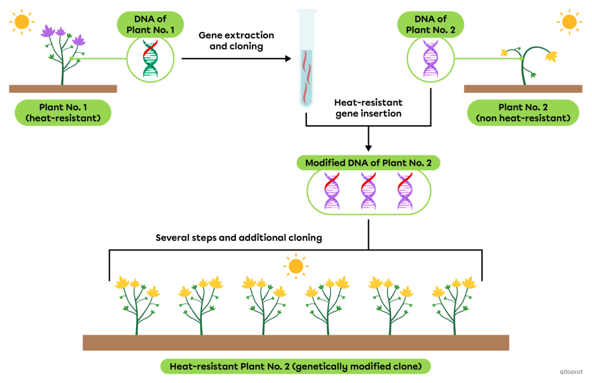 The diagram of cloning used to produce genetically modified plants.