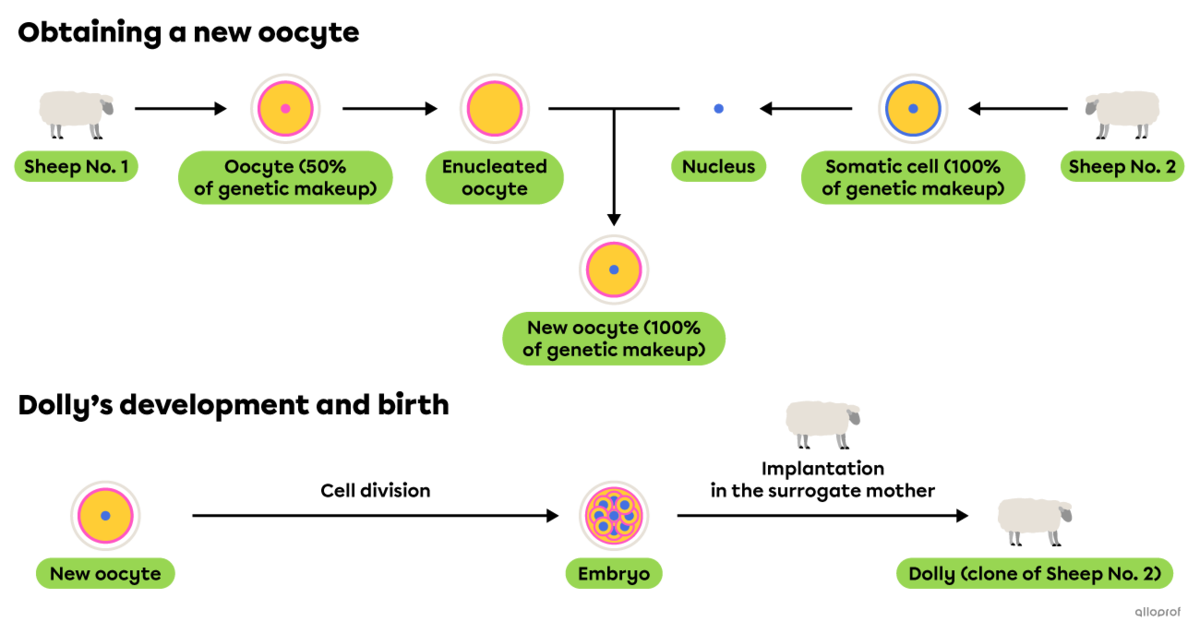 The cloning steps of Dolly the Sheep.