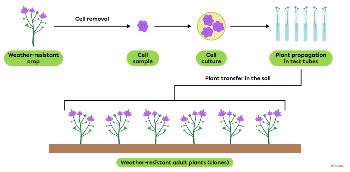 Stages of cloning of a crop plant.