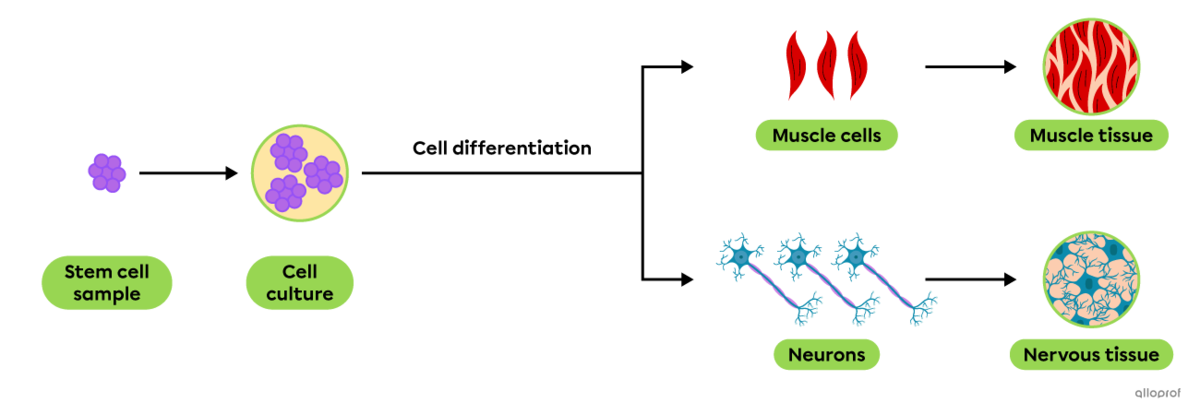 Generation of differentiated cells and tissues through stem cell cloning.