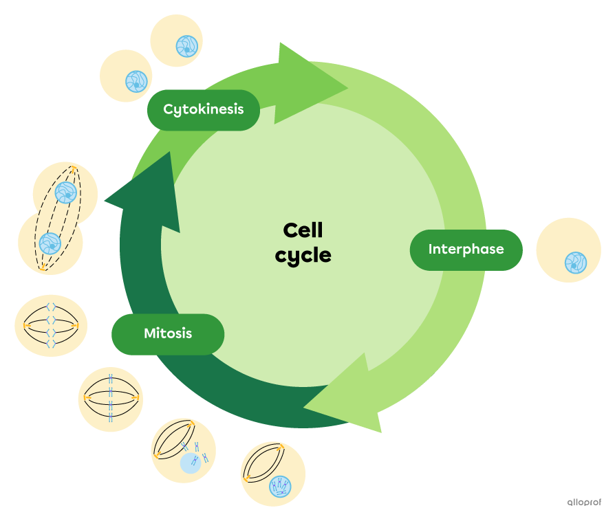 The cell cycle includes a phase of growth and metabolic activity, a nucleus division and a cytoplasm division.