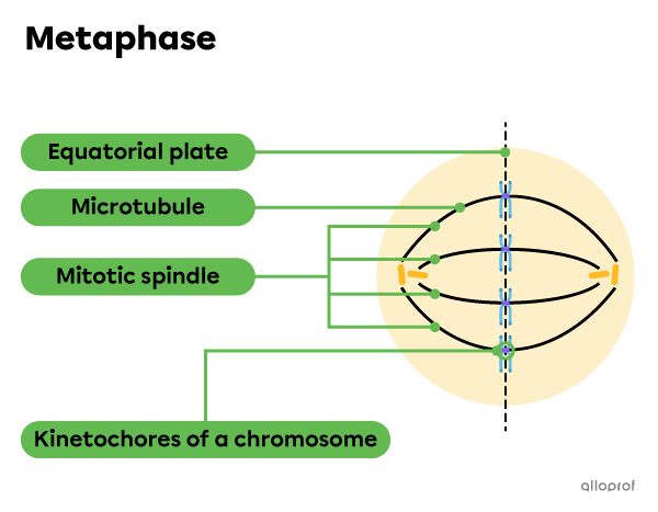 Microtubules organize into a mitotic spindle and kinetochores align along the equatorial plate during metaphase.