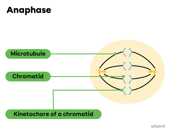 Microtubules, chromatids and kinetochores during anaphase.