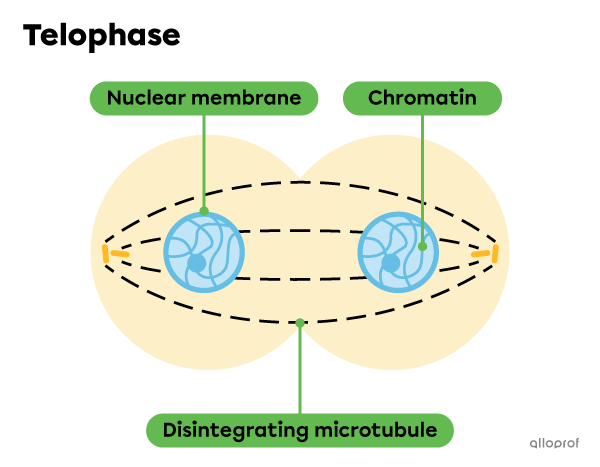 Chromatin, nuclear membranes and microtubules during telophase