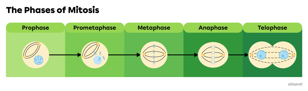 Prophase, prometaphase, metaphase, anaphase and telophase are the phases of mitosis.