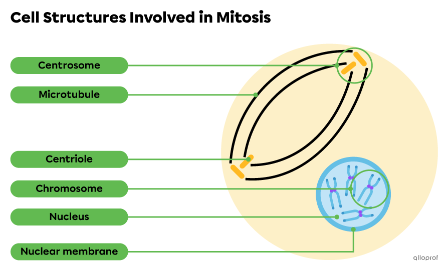 The nucleus, the nuclear membrane, a centrosome, a centriole and a microtubule in a cell during prophase.