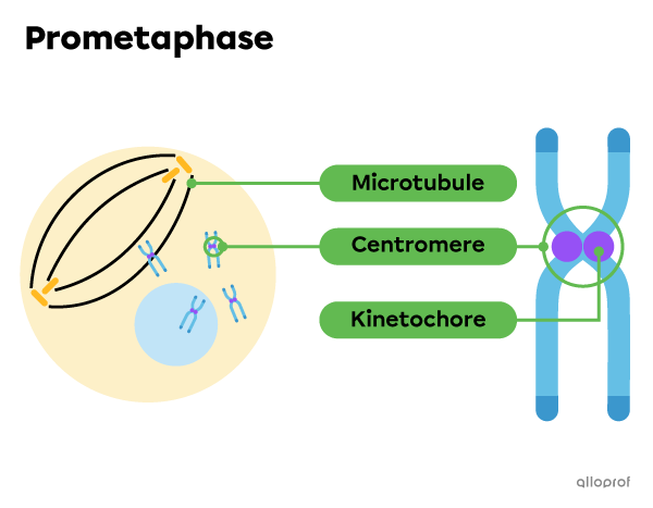 Microtubules, kinetochores and the nuclear membrane during prometaphase.