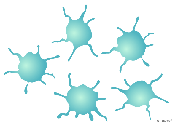 Blood platelets are disc-shaped with extensions around their edges that look like little tentacles.