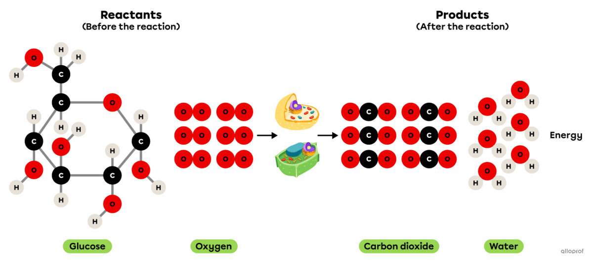 The cellular respiration reaction represented using the particle model.