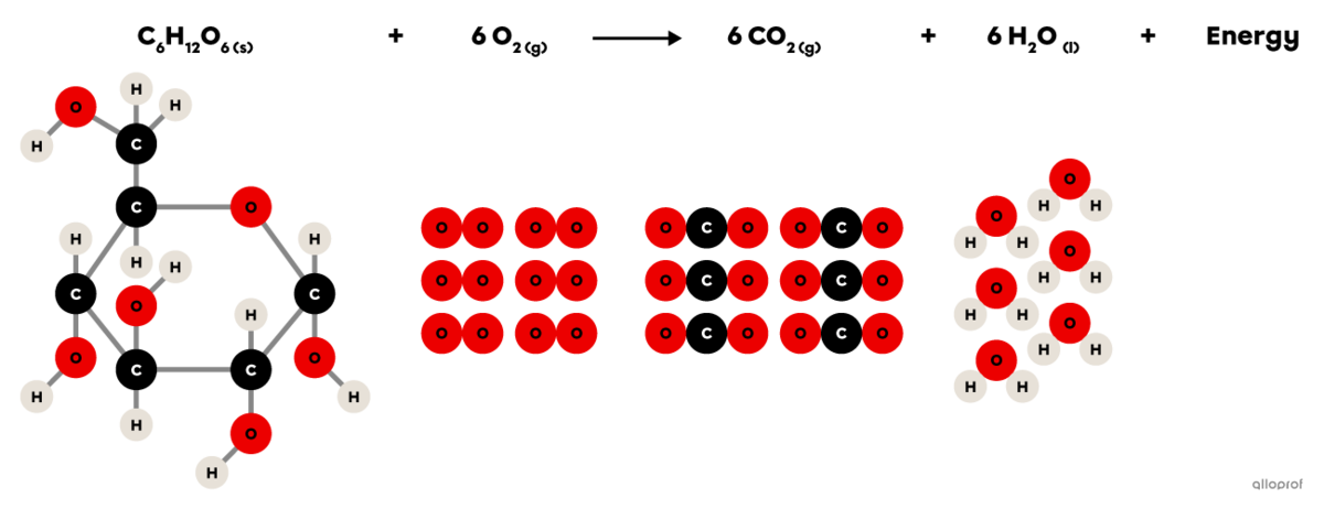 The chemical reaction of cellular respiration.