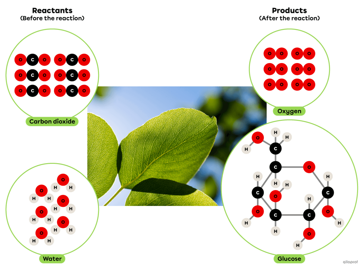 The photosynthesis reaction represented using the particle model.