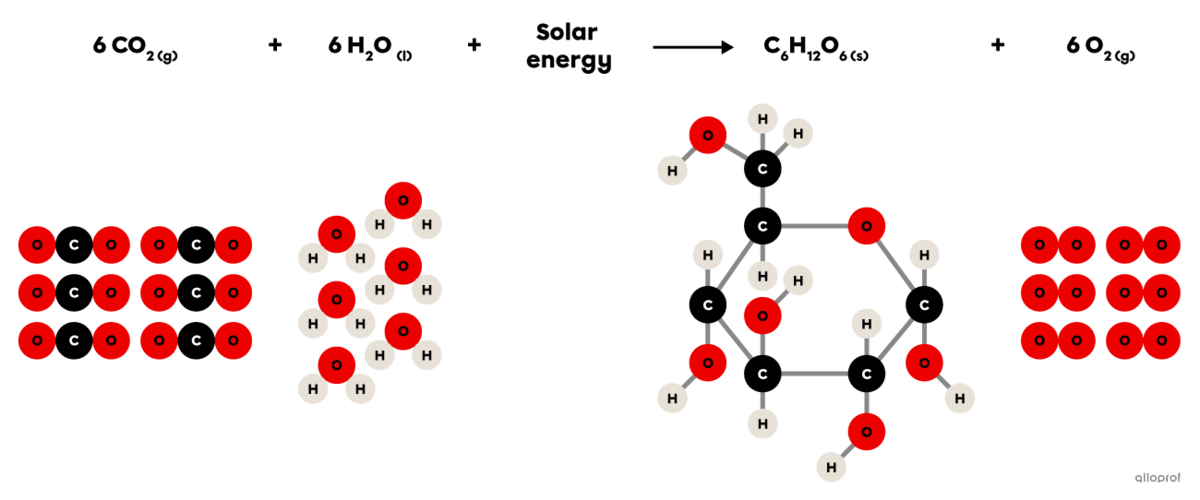 The balanced chemical equation of the photosynthesis reaction.