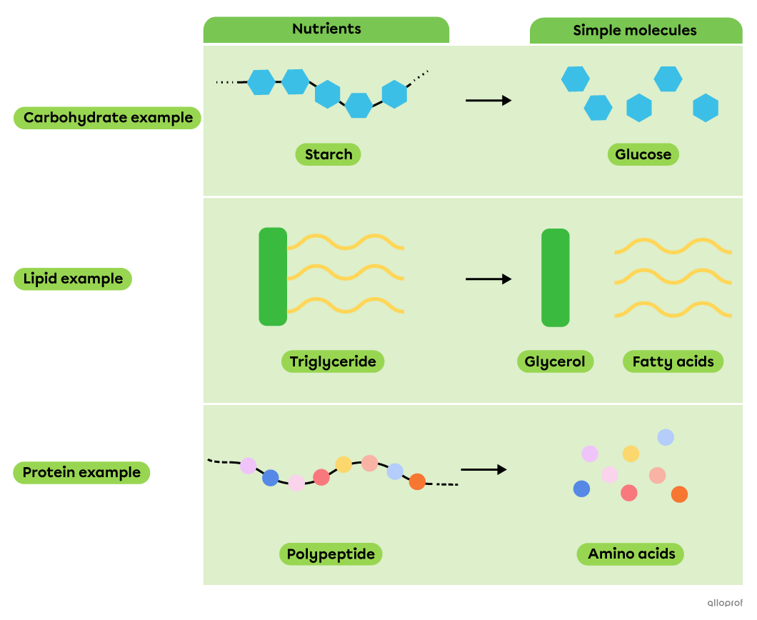 Decomposition of nutrients into simple molecules.