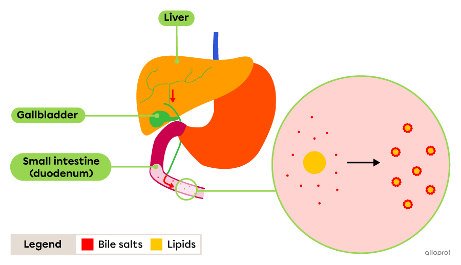 The bile is released into the small intestine where the bile salts break down the lipid clusters into fine droplets.