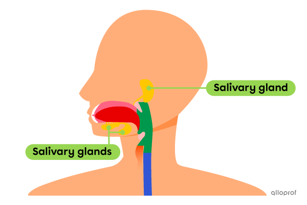 Saliva is secreted by the salivary glands, mainly located on the periphery of the mouth. 