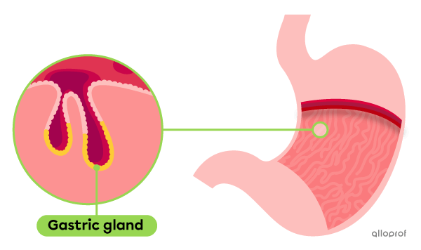 The gastric glands are located in the folds of the stomach. They are composed of parietal cells and chief cells.