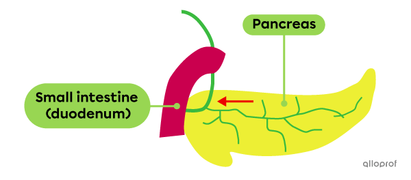 The pancreas is located behind and below the stomach. It is crossed by a duct that carries the pancreatic juice into the small intestine.