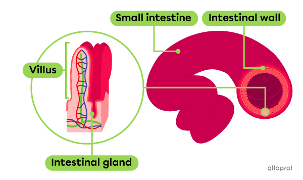 The intestinal glands are located at the base of the villi that line the walls of the small intestine.