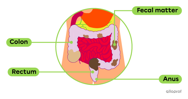 The formation of fecal matter in the large intestine.