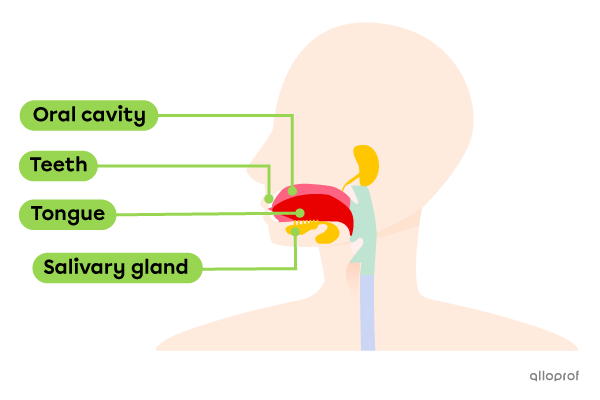 The food enters by the mouth, which consists of the oral cavity, teeth, tongue and salivary glands. 