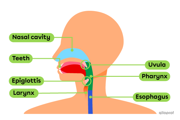 The Digestive Processes | Secondaire | Alloprof