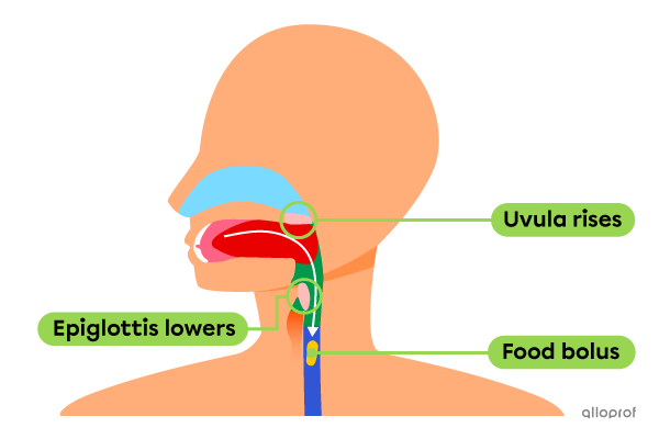 The position of the epiglottis and uvula during swallowing.