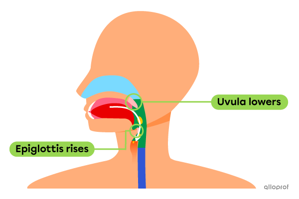 The position of the epiglottis and uvula when food enters the wrong duct. 