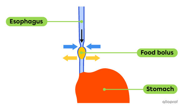 Food moving through the esophagus by peristalsis.