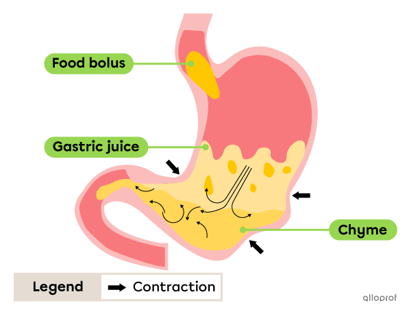 mechanical digestion