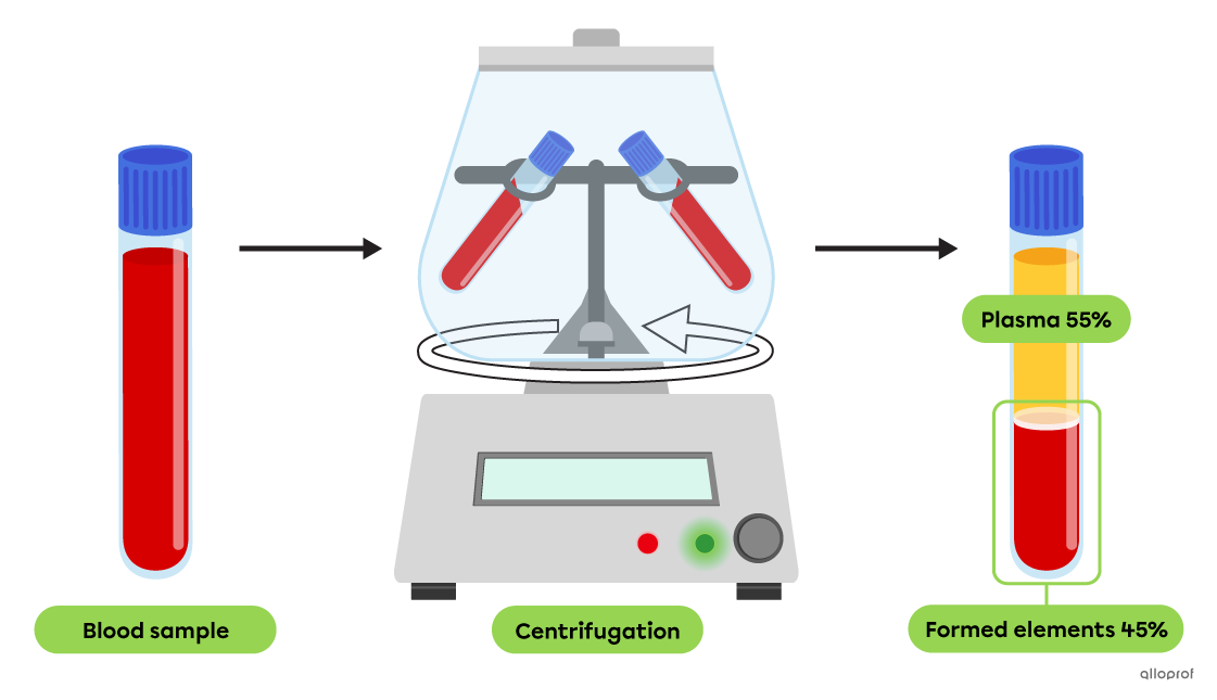 Before being placed in the centrifuge, the blood sample is opaque and uniformly red in colour. After centrifugation, the blood is separated into 3 visible parts. The translucent part on top is the plasma. Below plasma, the blood is divided into a thin whitish layer and a red layer.