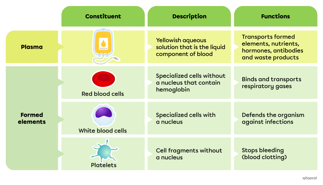 Plasma is a yellowish aqueous solution that is the liquid component of blood. Its function is to transport formed elements, nutrients, hormones, antibodies and waste products throughout the body. Red blood cells are specialized cells without a nucleus that contain hemoglobin. They bind and transport respiratory gases. White blood cells are specialized cells with a nucleus. They defend the body against infections. Blood platelets are cell fragments without a nucleus. Their function is to participate in blood