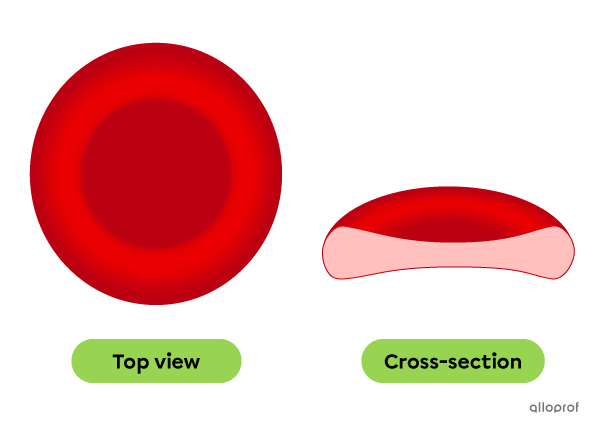 A red blood cell.